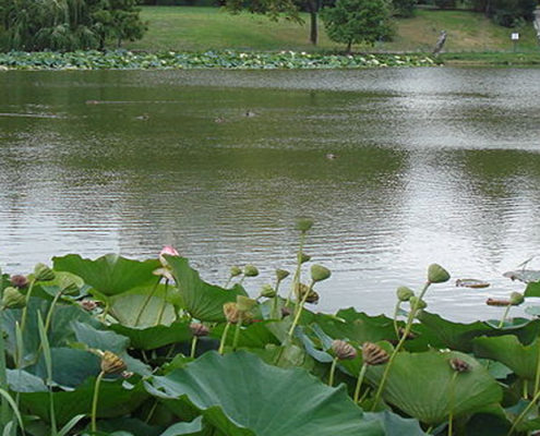 parcul circului - bucuresti centenar